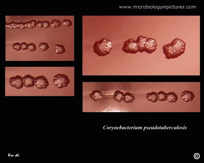 c.pseudotuberculosis colony morphology